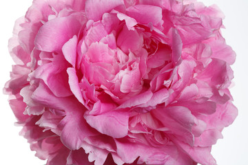 Pink peony flower isolated on white background.