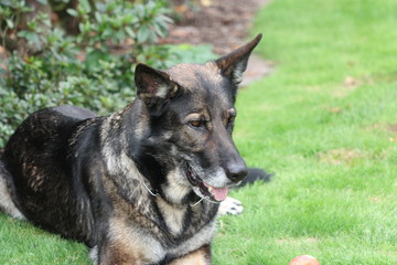 deutscher schäferhund