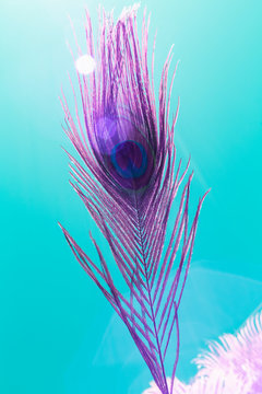 Peacock feather with blue sky in Infrared