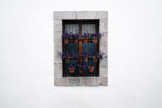 White wall and pots with purple flower