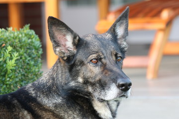 deutscher schäferhund