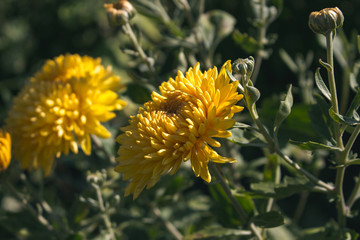 A bush of yellow chrysanthemum grows in the garden.  Yellow chrysanthemum flower close-up.