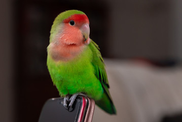 The little green parrot sits on a cell phone, a Rosy-faced lovebird
