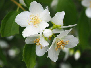 Closeup of the Bud and the flowers of the mock orange. Philadelphus coronarius a species of flowering plant in the Hydrangea family, native to southern Europe