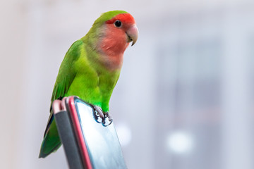 The little green parrot sits on a cell phone, a Rosy-faced lovebird