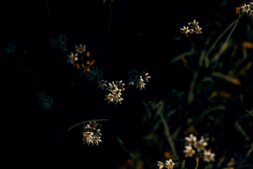 Wildflowers in shade