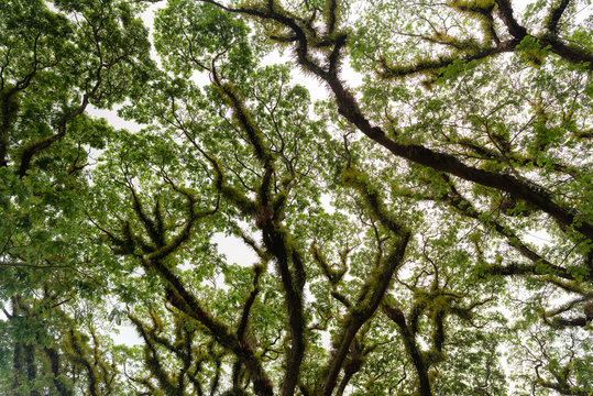 The trees of the tropical Daintree National Park