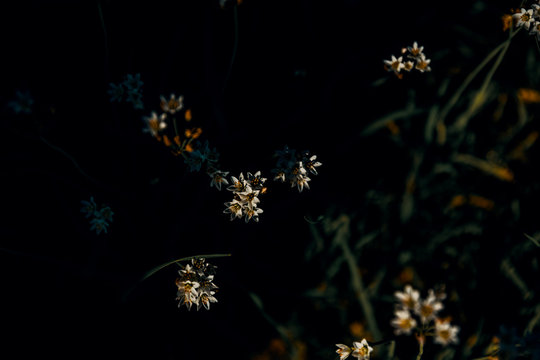 Wildflowers in shade