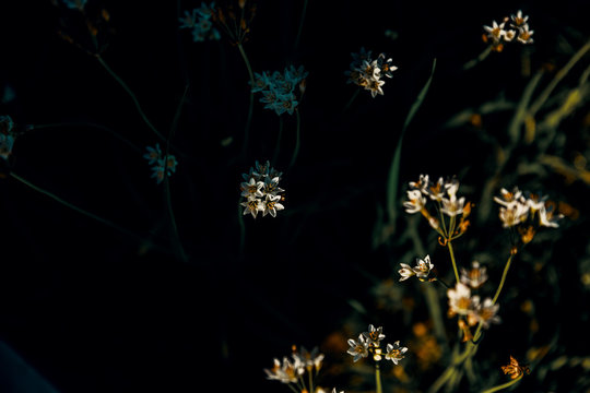 Wildflowers in shade and sunlight