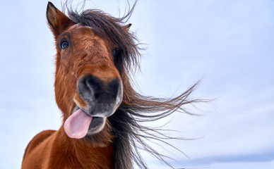 Cara de caballo sacando la lengua