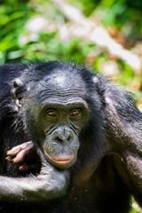 The bonobo ( Pan paniscus)  on the green natural background.