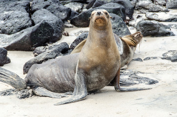 Fototapeta premium Sea Wolves - Santa Fe Island - Galapagos Islands - Ecuador