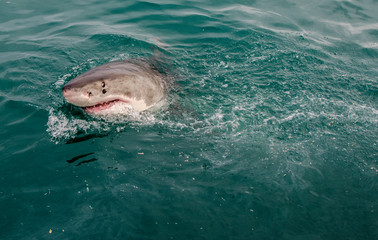 White Shark - Gansbaai - South Africa