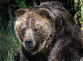 Close up images of a Grizzly Bear face and expression.