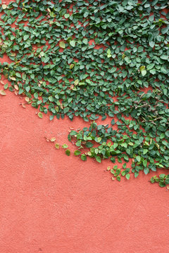 Background of an Orange wall with ivy.