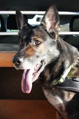 deutscher schäferhund