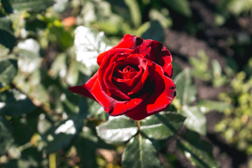 A red rose flower grows in the garden, an opened bud.
