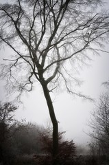 Mysterious creepy foggy winter landscape with solitary tree covered with glaze ice and rime. Fog, mist.  Czech republic,Europe.  .