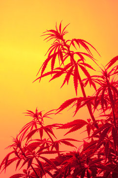 Marijuana plant shot inside a studio with colorful lights.