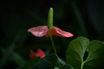 Beautiful flower in the pond