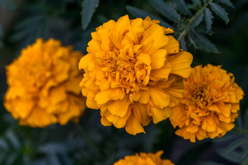 Nature at its best, dressed up in yellow