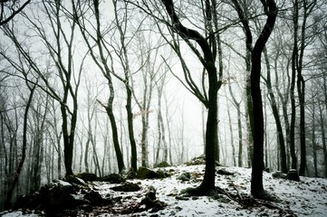 Snowy forest covered with glaze ice and rime. Fog,oak trees, rocks and stones, woodland, winter landscape.  Czech republic,Europe.  .