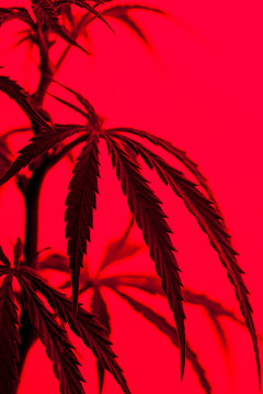Marijuana plant shot inside a studio with colorful lights.