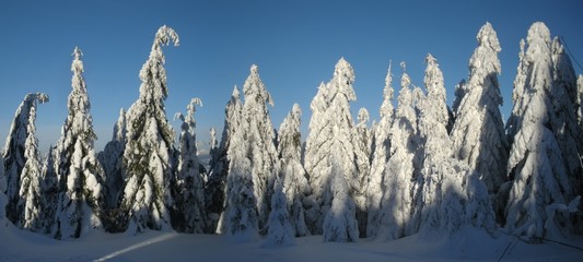 Scenic winter landscape with fresh snow covered spruce trees,mountain forest at winter. Sunshine,blue sky. Can be used as christmas or new year photo background.Panoramic image.  .