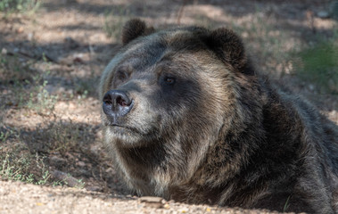 Close up expressions on a Grizzly Bear face.