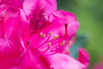 red Rhododendron flower on magic bokeh background. Red rhododendron flower, closeup. Red Azalea Flowers Closeup Macro with Blurred Background.