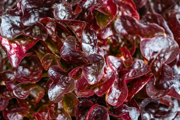 Fresh organic red lettuce leaves,