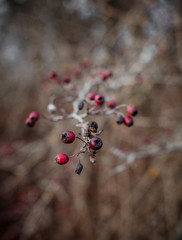 red berries on a green background in winter season