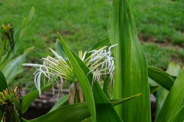 Zollikon Dorf im Kanton Zürich in der Schweiz
