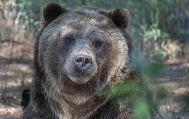 Obraz na płótnie Canvas Close up expressions on a Grizzly Bear face.
