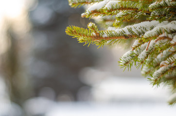 Branches of green spruce covered with snow on a blurred background with bokeh. The concept of preparation for the winter holidays, new year, christmas. Beautiful background with copyspace.