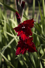 Red flower gladiolus grows in the garden.  Red flower close-up.