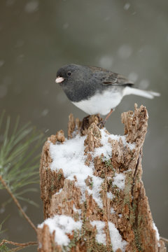 Dark-eyed Junco