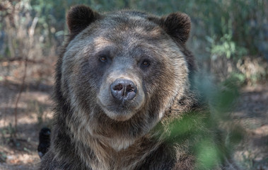 Close up expressions on a Grizzly Bear face.