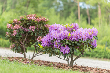 An old park with blooming rhododendron bushes between giant trees. Blooming rhododendron bushes in the old park. Old orboretum with flowering rhododendron bushes. 