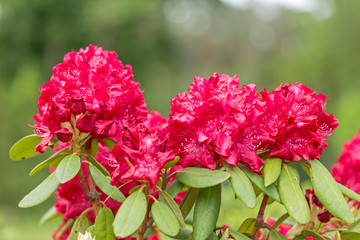 Obraz premium red Rhododendron flower on magic bokeh background. Red rhododendron flower, closeup. Red Azalea Flowers Closeup Macro with Blurred Background.