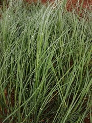 green grass in the wind