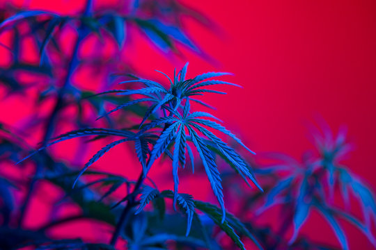 Close up of marijuana plant