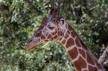 Close up of a Giraffe face.