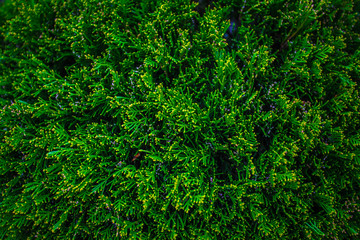 Green thuja tree branches background. Natural needles backdrop, bright evergreen texture