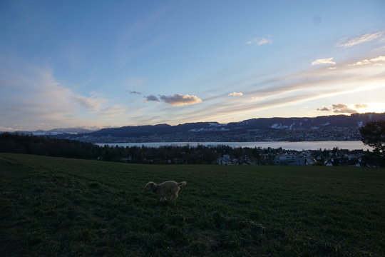 allmend in zollikon in der schweiz
