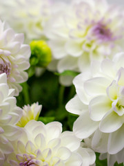 white dahlia in a vase on a dark background