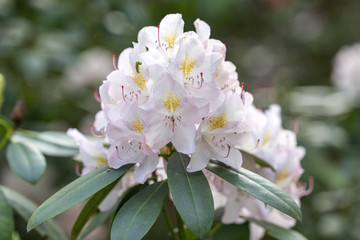 White flowers of a Rhododendron.  Beautiful white rhododendron flower in garden with magic bokeh.