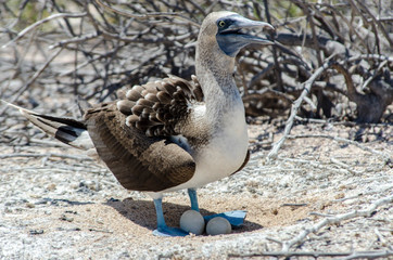 Blue-faced Booby - North Seymour Island - Galapagos Islands - Ecuador