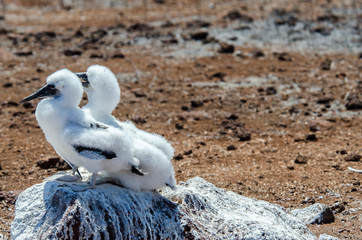 Breedings of Blue-Faced Booby - North Seymour Island - Galapagos Islands - Ecuador
