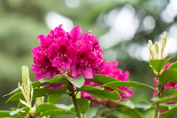  red Rhododendron flower on magic bokeh background. Red rhododendron flower, closeup. Red Azalea Flowers Closeup Macro with Blurred Background.